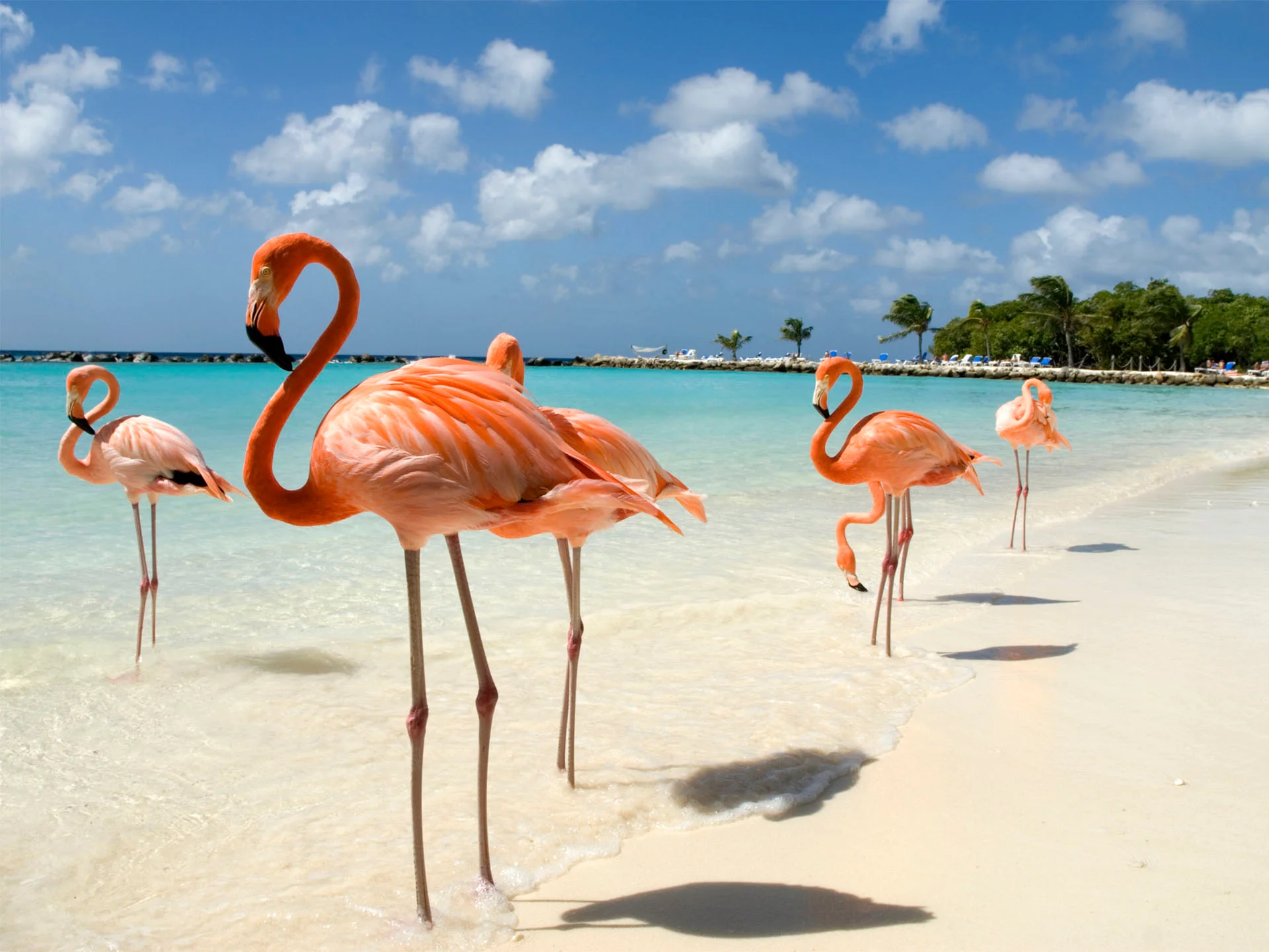 disfruta de la hermosa vista de los flamencos en la playa de aruba