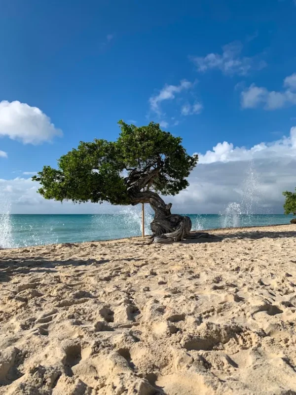 ARUBA | AÉREOS 2026