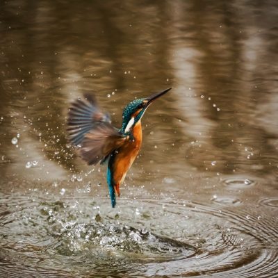 kingfisher, bird, alcedo atthis-1068684 kingfisher, bird, alcedo atthis